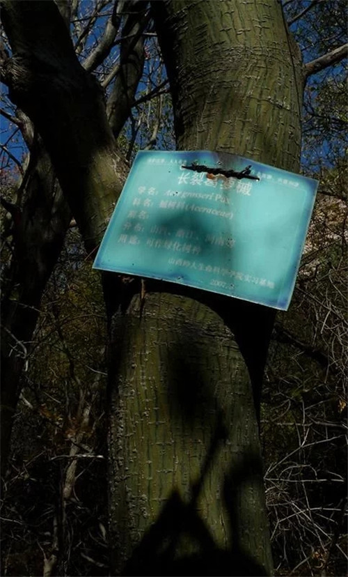 探秘七里峪景區(qū) 發(fā)現(xiàn)珍稀樹種長(zhǎng)裂葛蘿槭