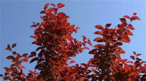 20種彩葉樹種觀賞特征和園林用途大全!