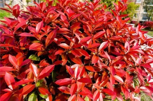 20種彩葉樹種觀賞特征和園林用途大全!