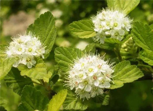 20種彩葉樹種觀賞特征和園林用途大全!