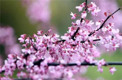 20種彩葉樹種觀賞特征和園林用途大全!