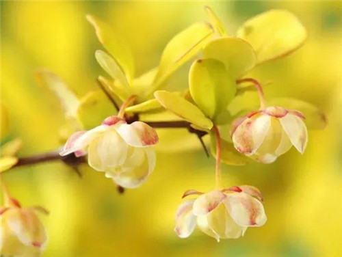 20種彩葉樹種觀賞特征和園林用途大全!