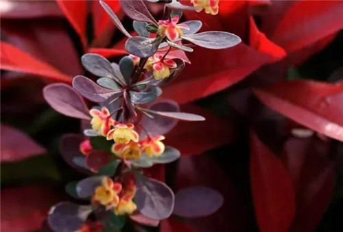 20種彩葉樹種觀賞特征和園林用途大全!