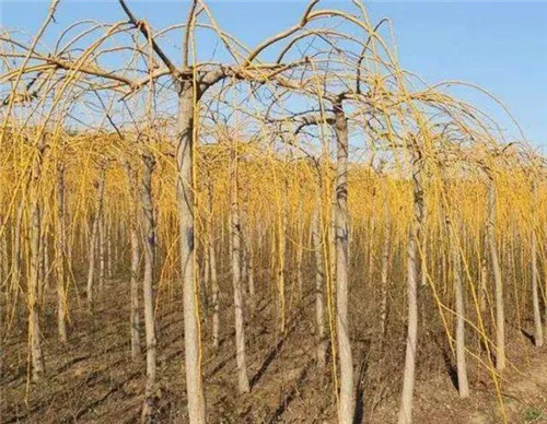 20種彩葉樹種觀賞特征和園林用途大全!