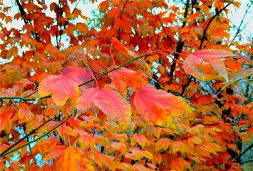 20種彩葉樹種觀賞特征和園林用途大全!