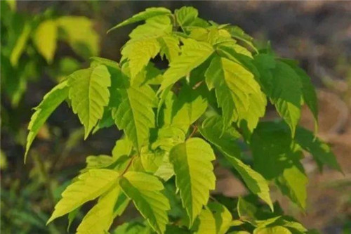 20種彩葉樹種觀賞特征和園林用途大全!