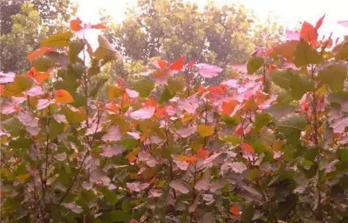 20種彩葉樹種觀賞特征和園林用途大全!