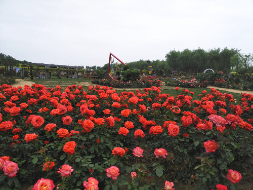 第二屆京津冀月季展在天津京濱玫瑰莊園舉辦