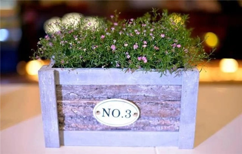 養這些花卉讓家里色彩斑斕,超級漂亮