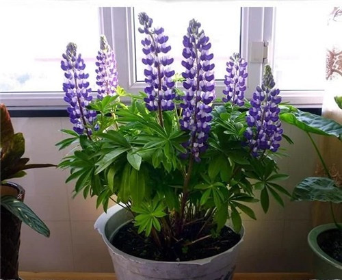 養這些花卉讓家里色彩斑斕,超級漂亮