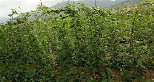 軟棗獼猴桃苗木繁殖技術