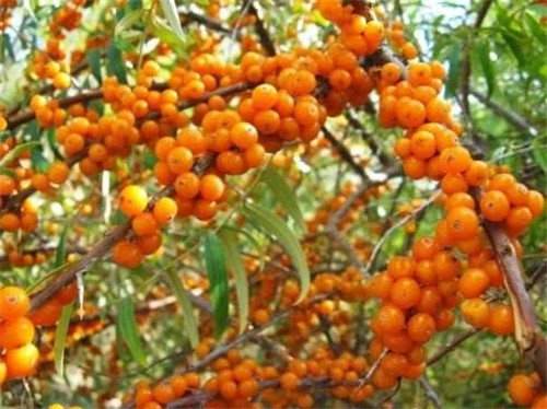 含有天然維生素種類最多的珍貴植物