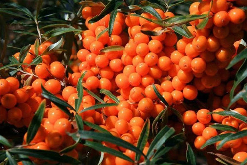 含有天然維生素種類最多的珍貴植物