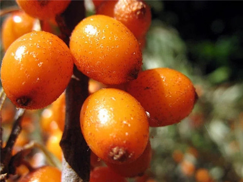 含有天然維生素種類最多的珍貴植物