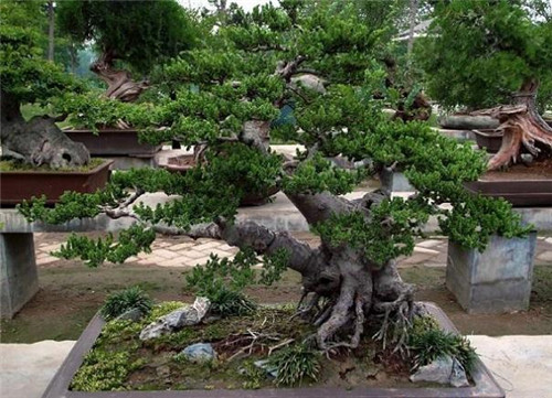 極適合做盆景的樹種——榔榆的栽培技術