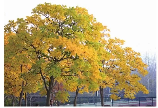 集多種功能于一身的樹(shù)種無(wú)患子