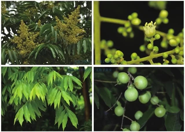 集多種功能于一身的樹(shù)種無(wú)患子