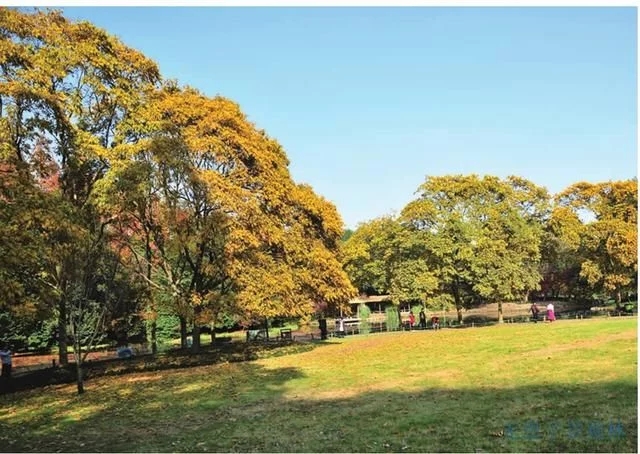 集多種功能于一身的樹(shù)種無(wú)患子