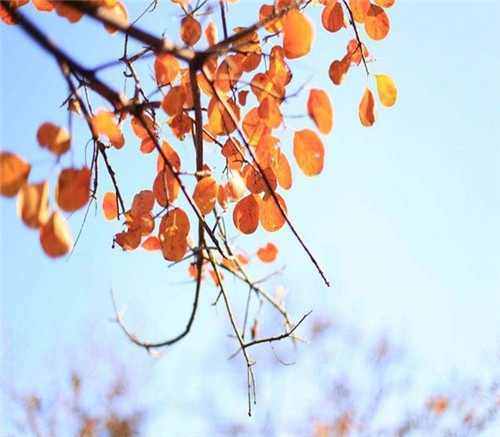 后半年,這些苗木又要漲價(jià)