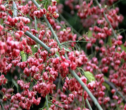 后半年,這些苗木又要漲價(jià)