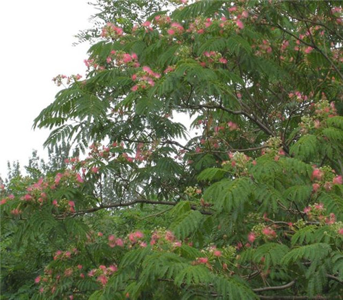 后半年,這些苗木又要漲價(jià)