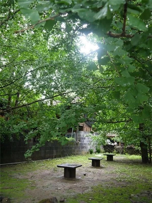 騰沖銀杏村的夏天:幽靜清雅讓人不忍離去