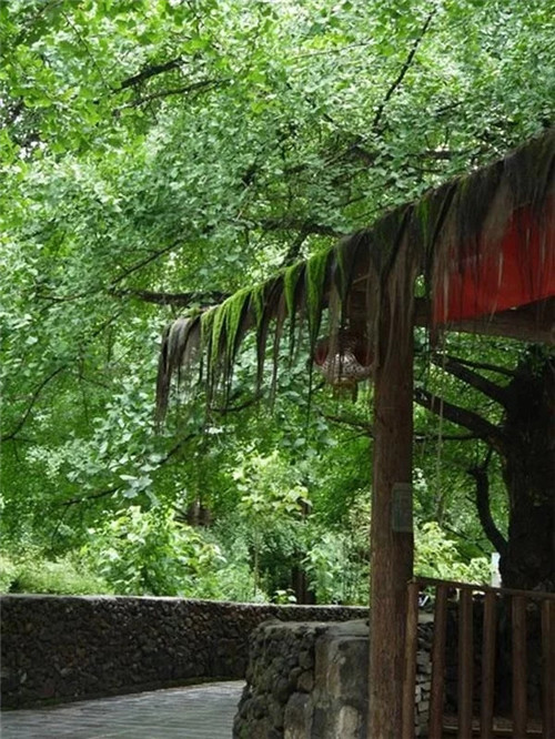 騰沖銀杏村的夏天:幽靜清雅讓人不忍離去