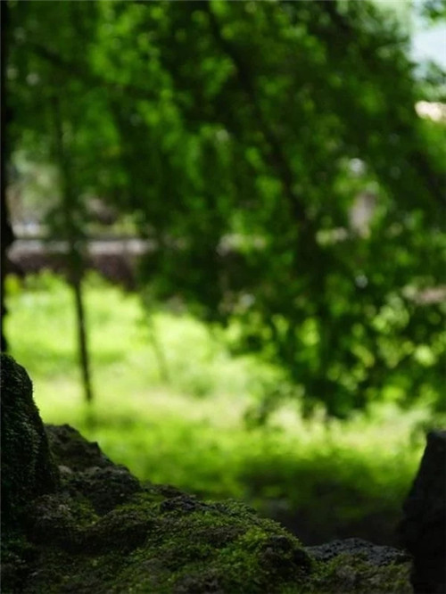 騰沖銀杏村的夏天:幽靜清雅讓人不忍離去