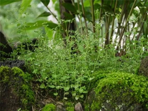騰沖銀杏村的夏天:幽靜清雅讓人不忍離去