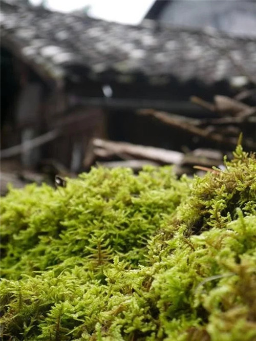 騰沖銀杏村的夏天:幽靜清雅讓人不忍離去