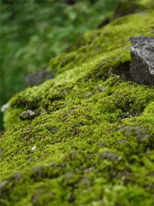 騰沖銀杏村的夏天:幽靜清雅讓人不忍離去