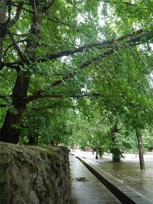 騰沖銀杏村的夏天:幽靜清雅讓人不忍離去