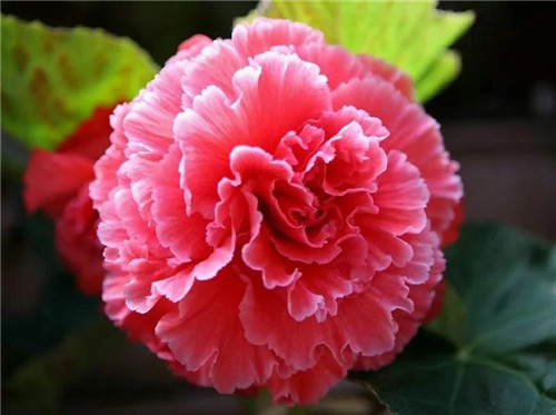 最美麗的盆栽花卉，不輸牡丹月季山茶還好養