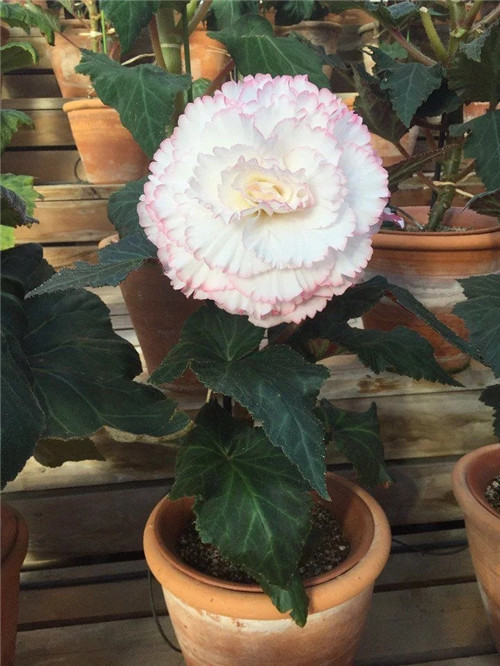 最美麗的盆栽花卉，不輸牡丹月季山茶還好養