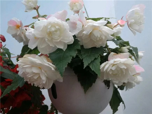 最美麗的盆栽花卉，不輸牡丹月季山茶還好養