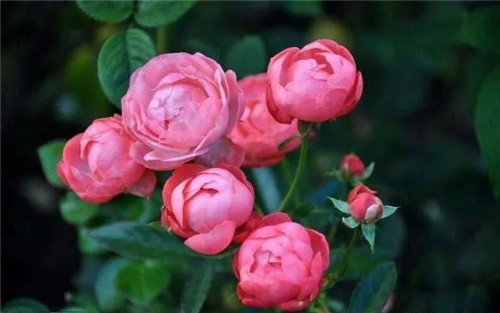 這些植物花卉有毒,養(yǎng)家里有可能致命