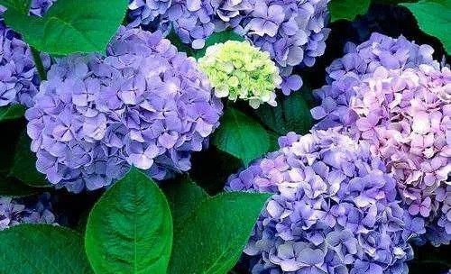 這些植物花卉有毒,養(yǎng)家里有可能致命