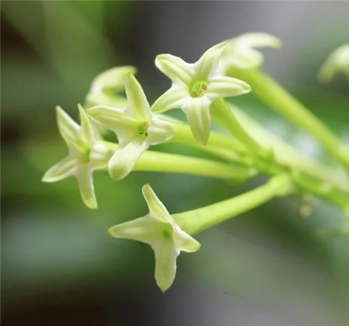 這些植物花卉有毒,養(yǎng)家里有可能致命