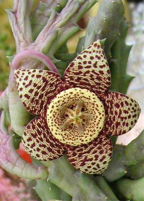 這些植物花卉有毒,養(yǎng)家里有可能致命