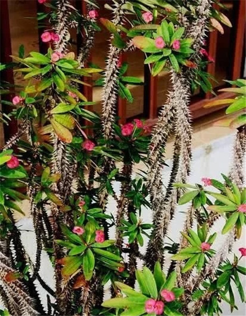 這些植物花卉有毒,養(yǎng)家里有可能致命