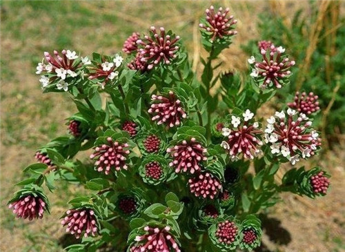 這些植物花卉有毒,養(yǎng)家里有可能致命