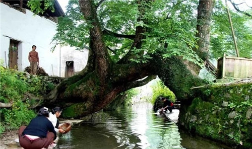 天然生長的古樹,造型千姿百態