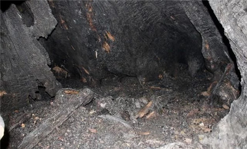 天然生長的古樹,造型千姿百態