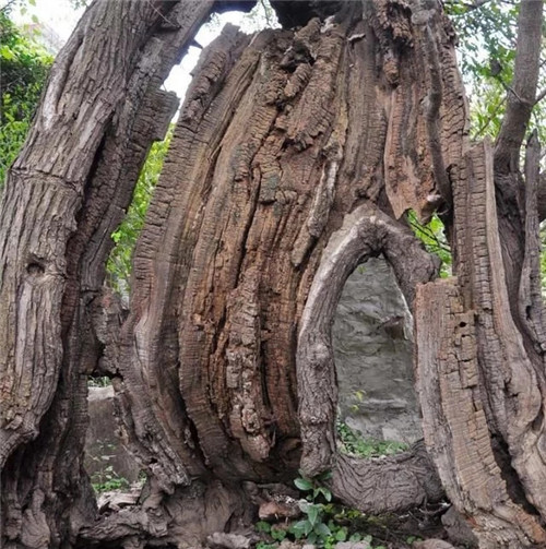 天然生長的古樹,造型千姿百態