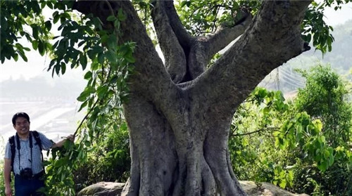 天然生長的古樹,造型千姿百態