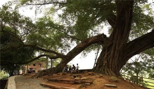 天然生長的古樹,造型千姿百態