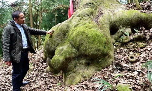 天然生長的古樹,造型千姿百態