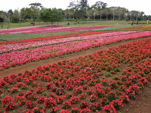 號稱小瑞士 臺灣清境農場規劃及盈利模式