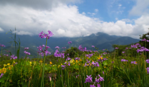 號稱小瑞士 臺灣清境農場規劃及盈利模式