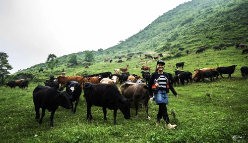 號稱小瑞士 臺灣清境農場規劃及盈利模式